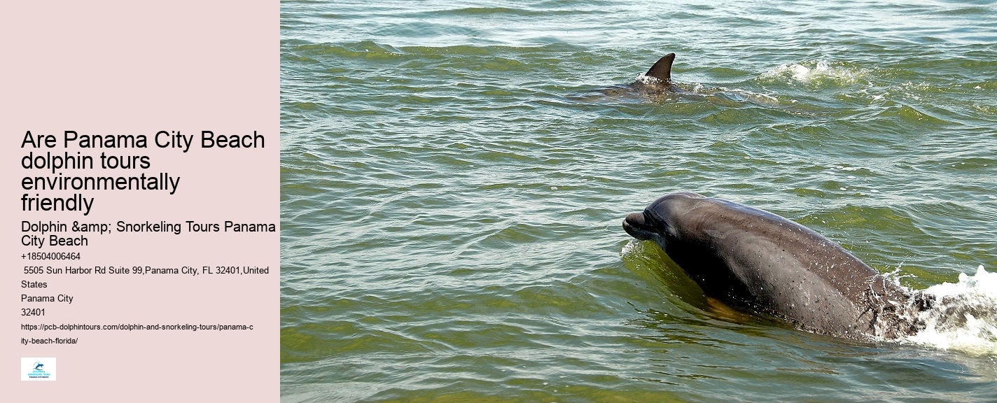 Panama City Beach dolphin discovery excursions
