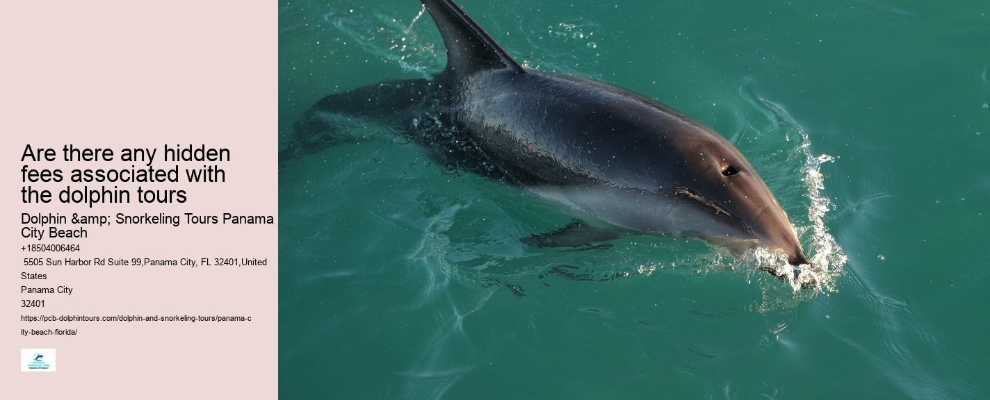 Swimming With Dolphins