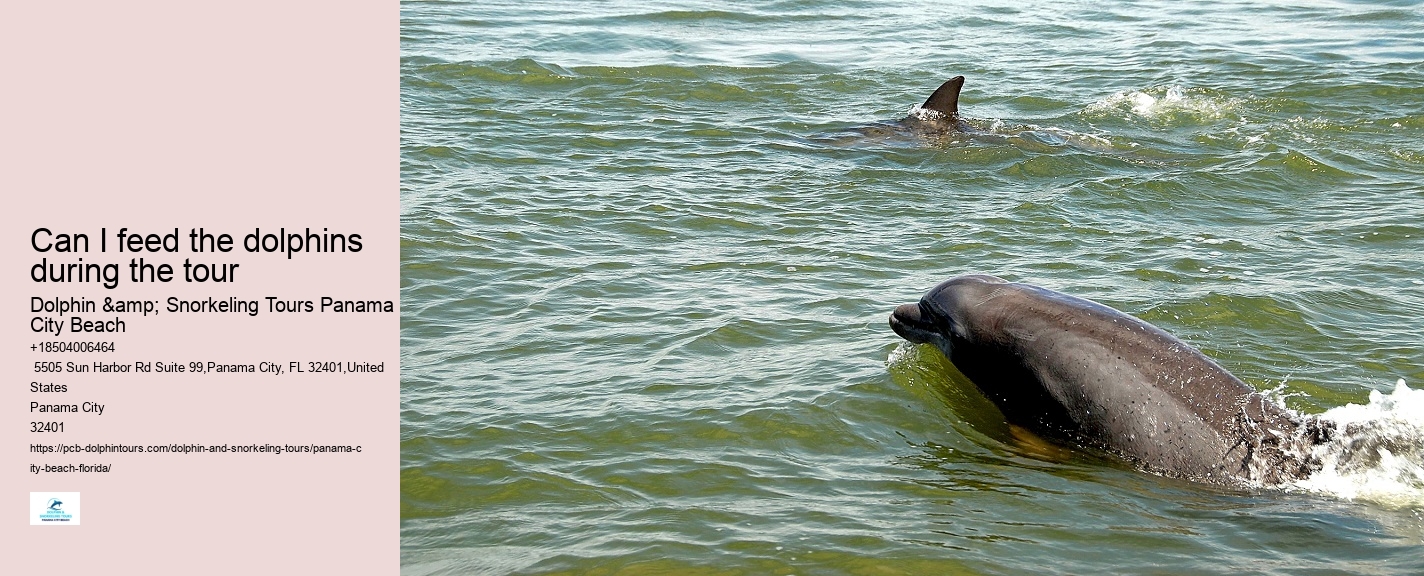 PCB Dolphin Sightseeing Tours