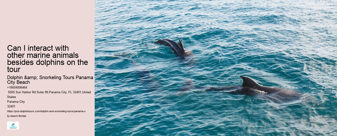 Dolphin tours at Panama City Beach