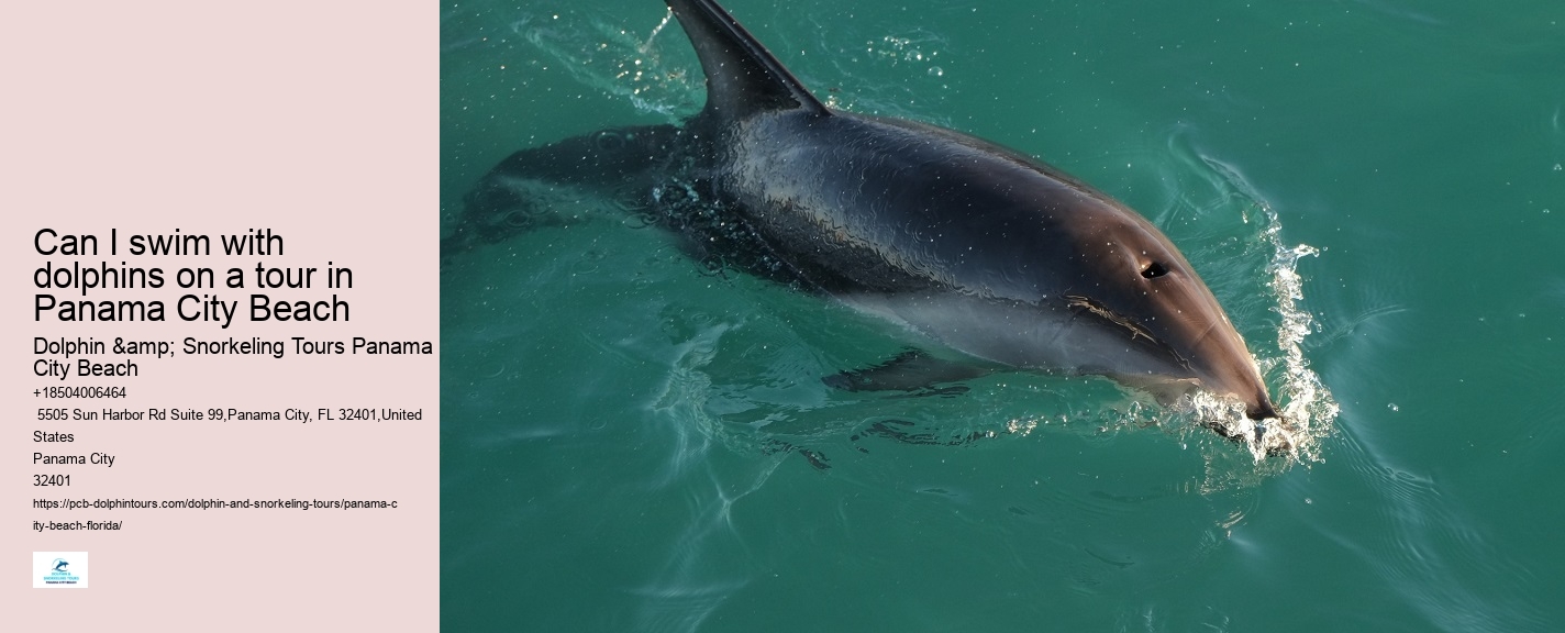 Dolphin Tours Panama City Beach Florida