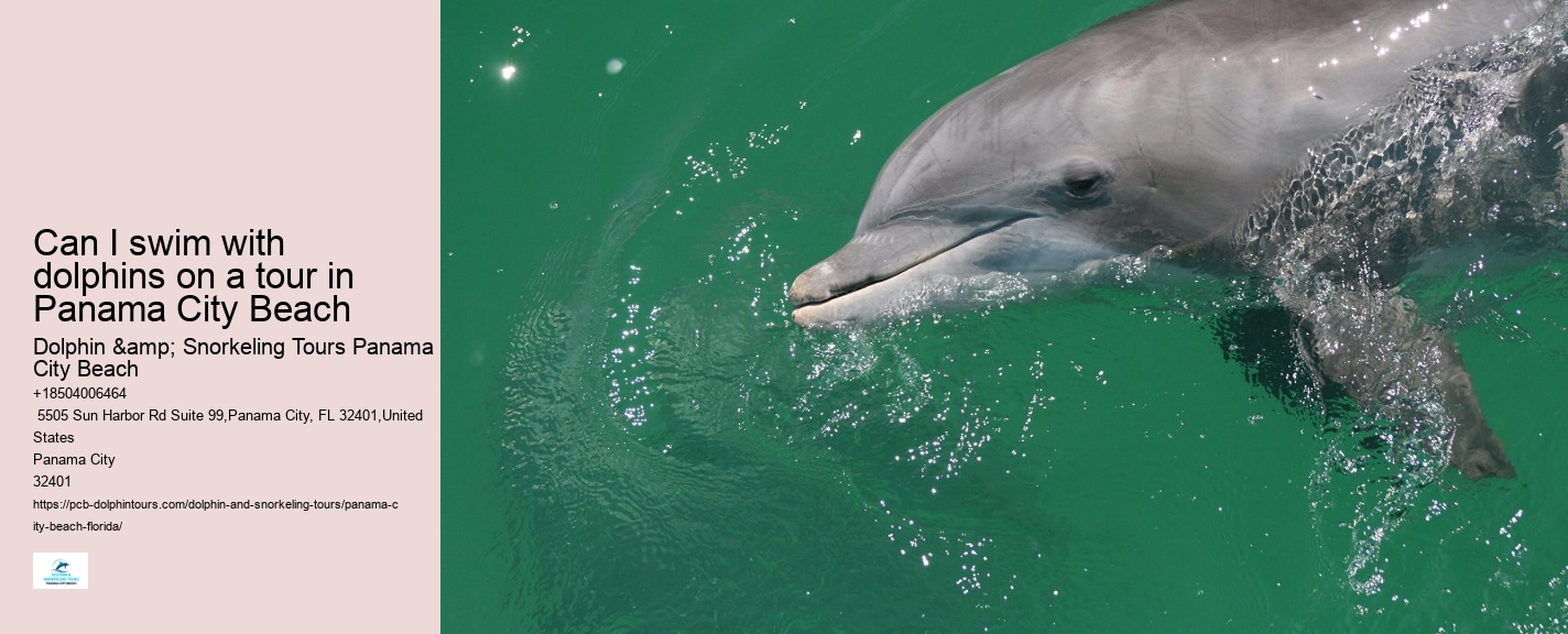 How close do the dolphin boats get to the dolphins in Panama City Beach