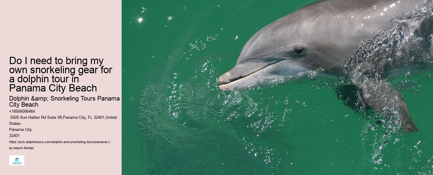 Dolphin Sightseeing Cruises in PCB