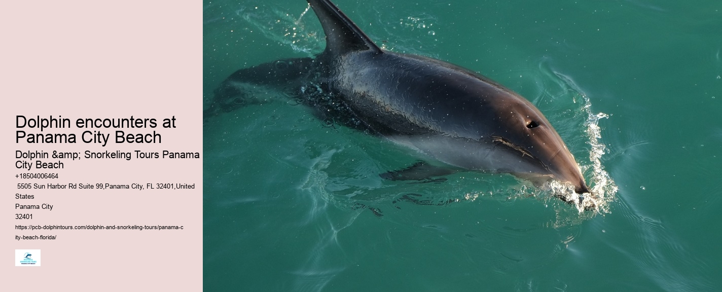 Shell Island Dolphin Tours Panama City Beach