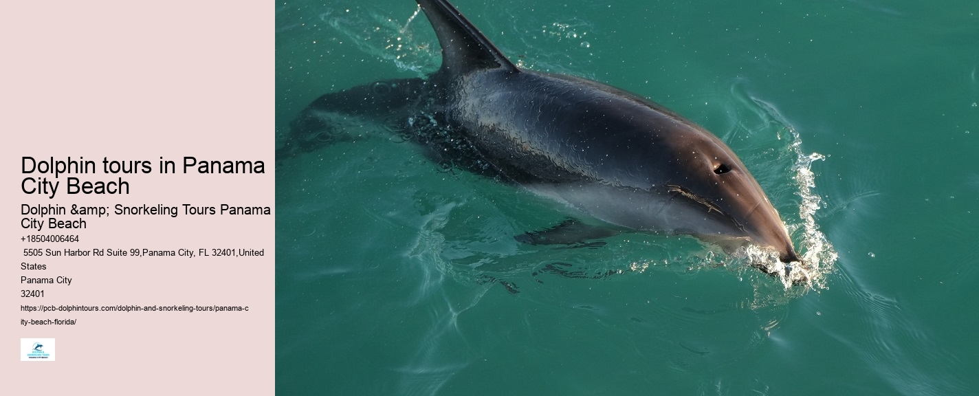 Sea Screamer Dolphin Tours Panama City Beach