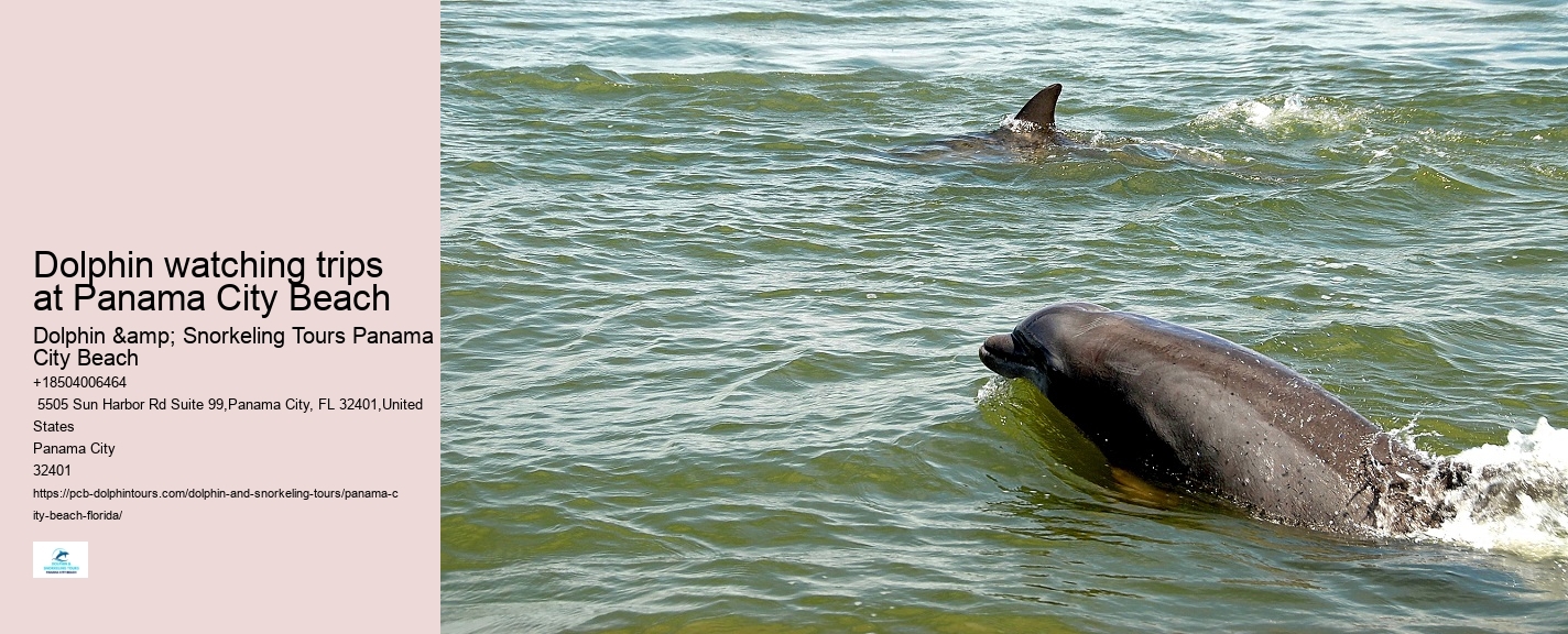 Best Panama City Beach Dolphin Tours
