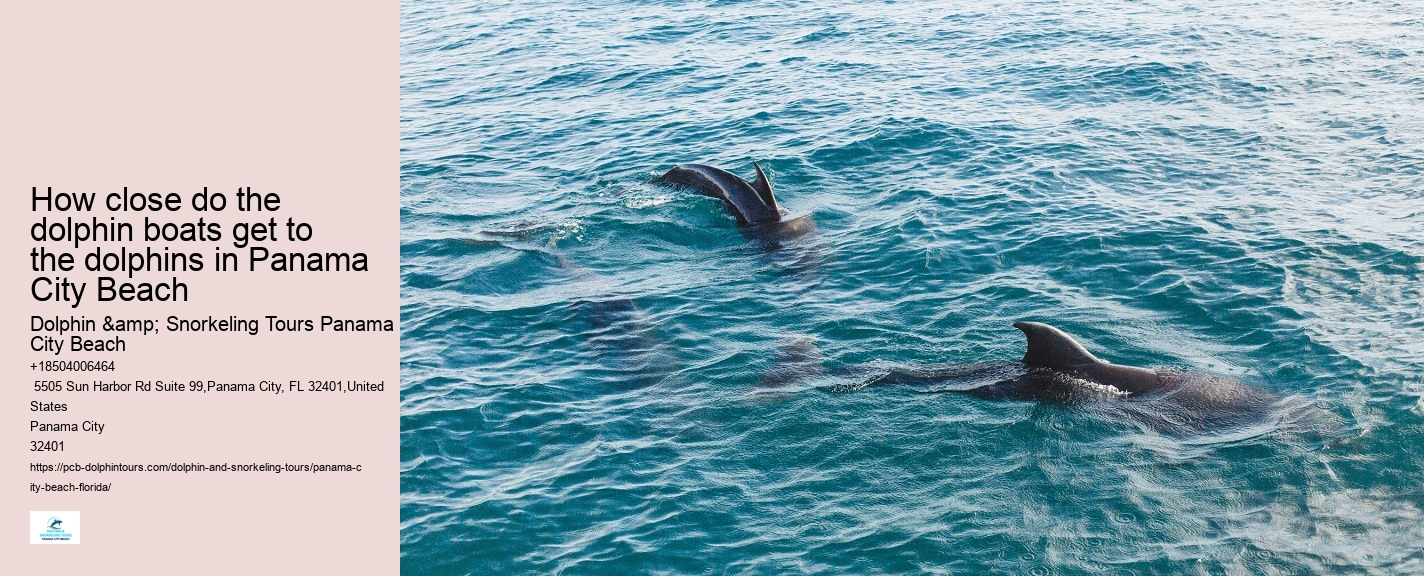 Panama City Beach Dolphin Tours & More Panama City Fl