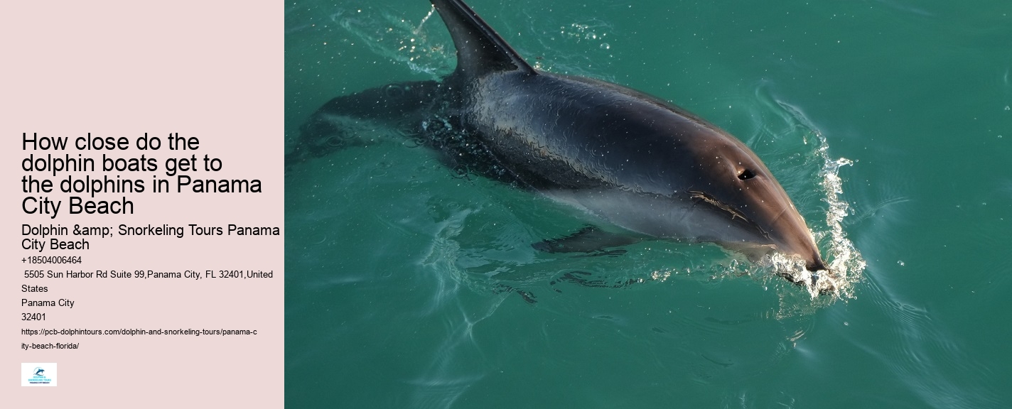 Where Can I See Dolphins In Panama