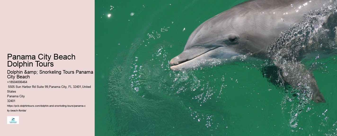 What is the duration of the dolphin watching portion of the tour