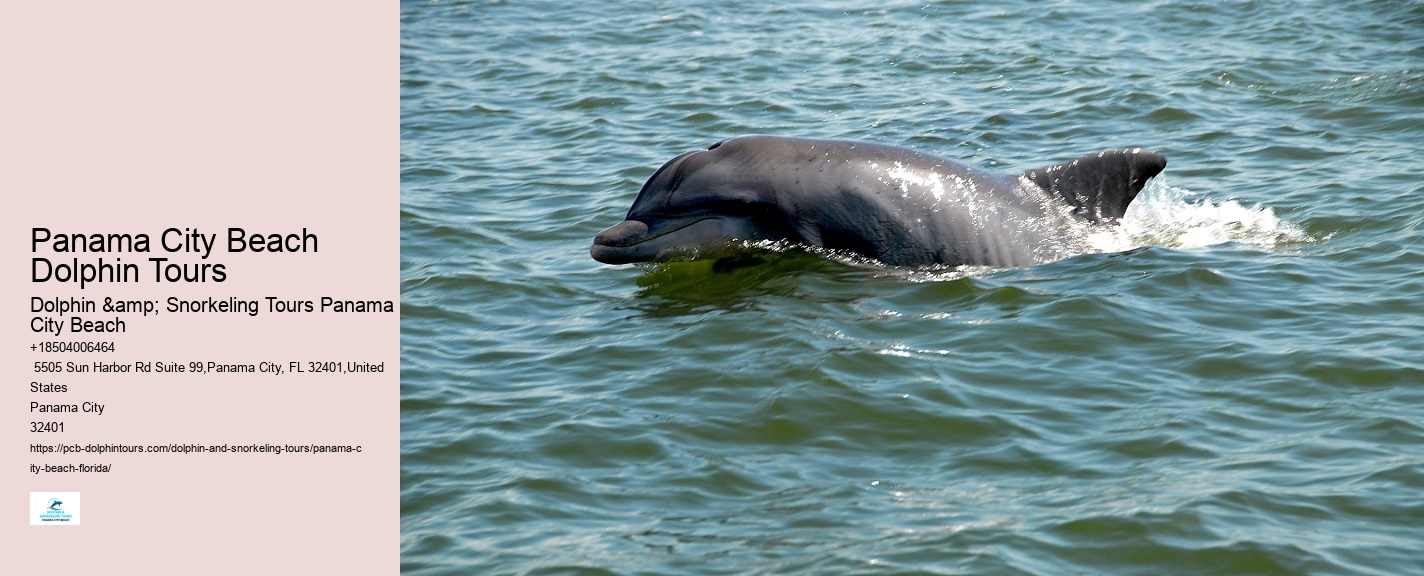 Dolphin Tours Near Me