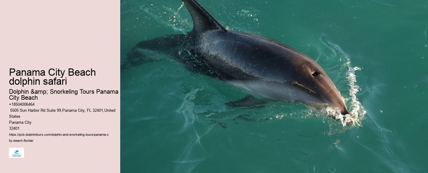 Panama City Dolphin Seafari Tours Panama City Beach Fl