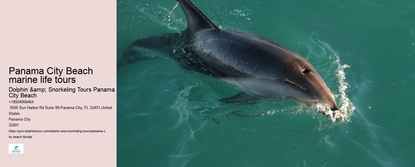 How long is the typical dolphin tour in Panama City Beach