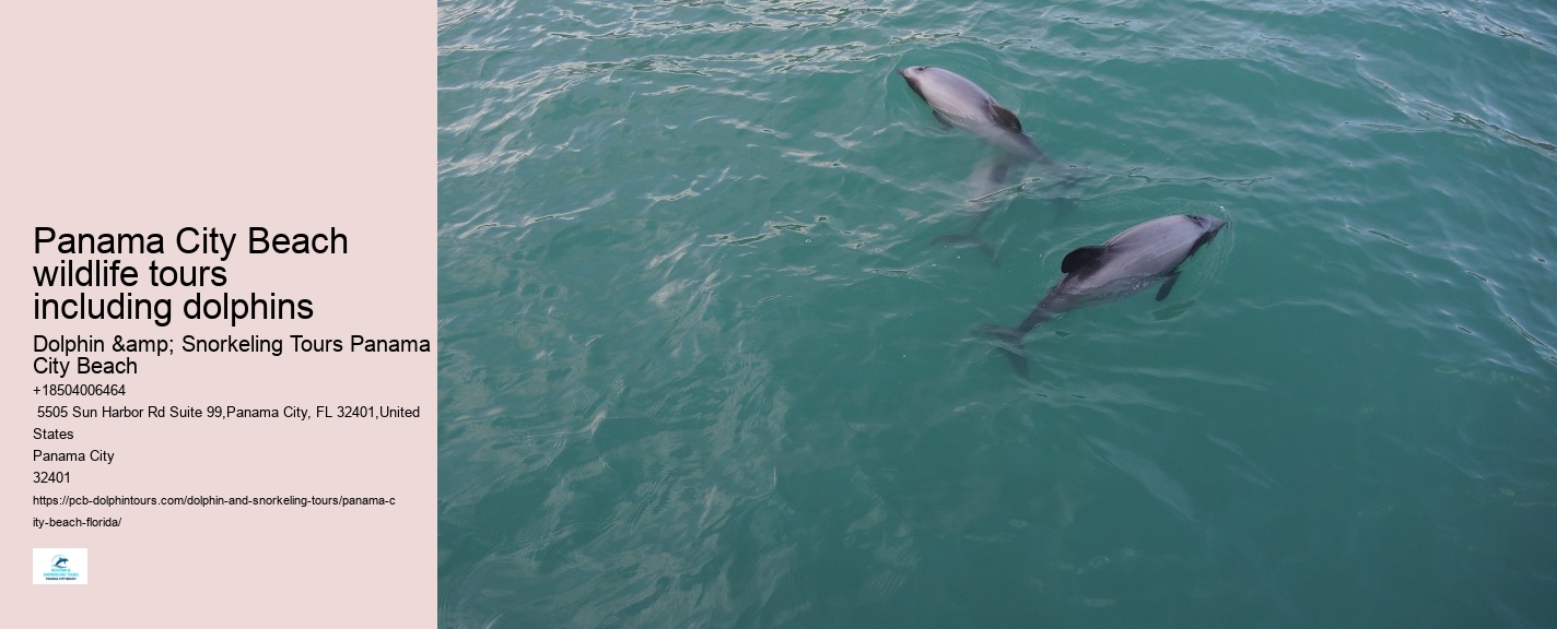 Can You Still Swim With Dolphins In Florida