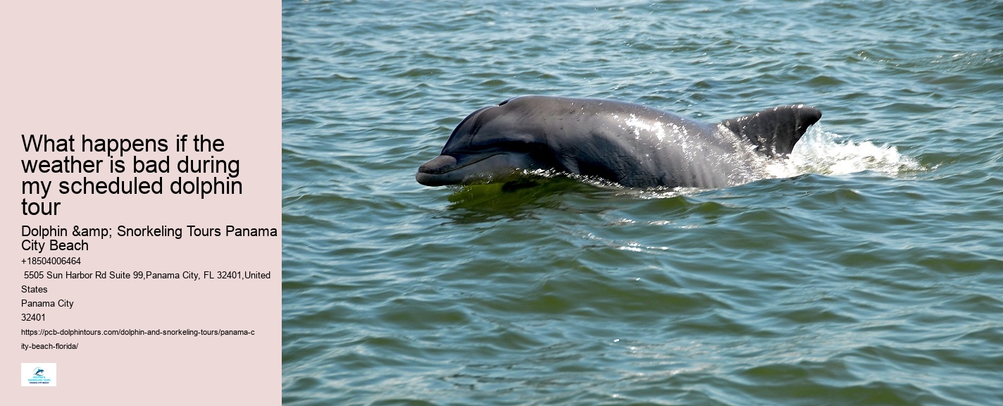 Dolphin Boat Cruises in Panama City Beach