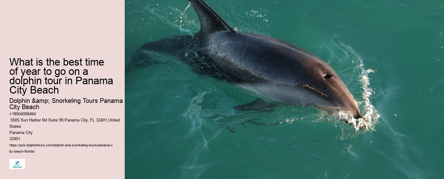 Dolphin discovery voyages in Panama City Beach