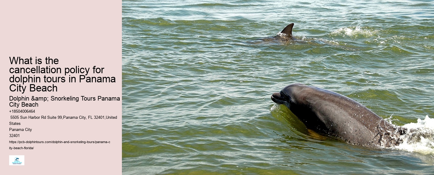 Dolphin encounters at Panama City Beach