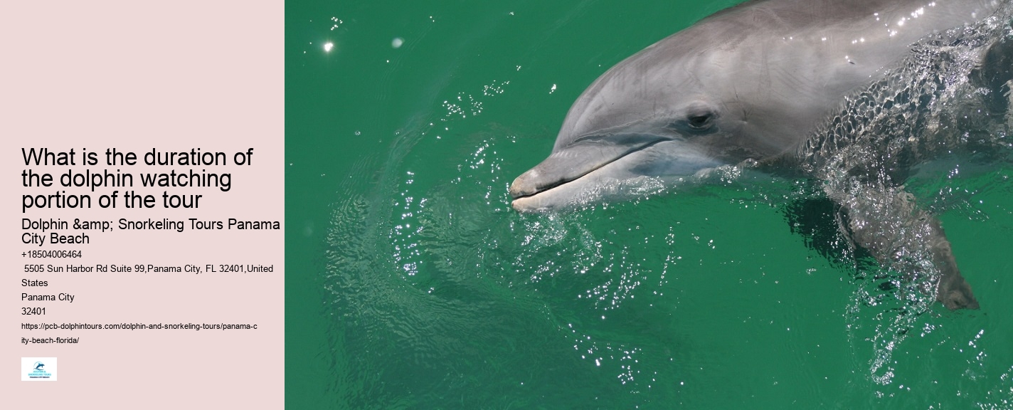 Shell Island Trips & Dolphin Tours