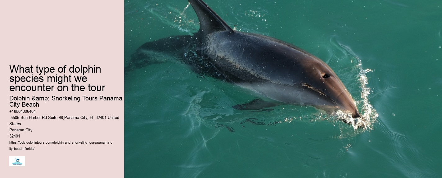 Dolphin Tour